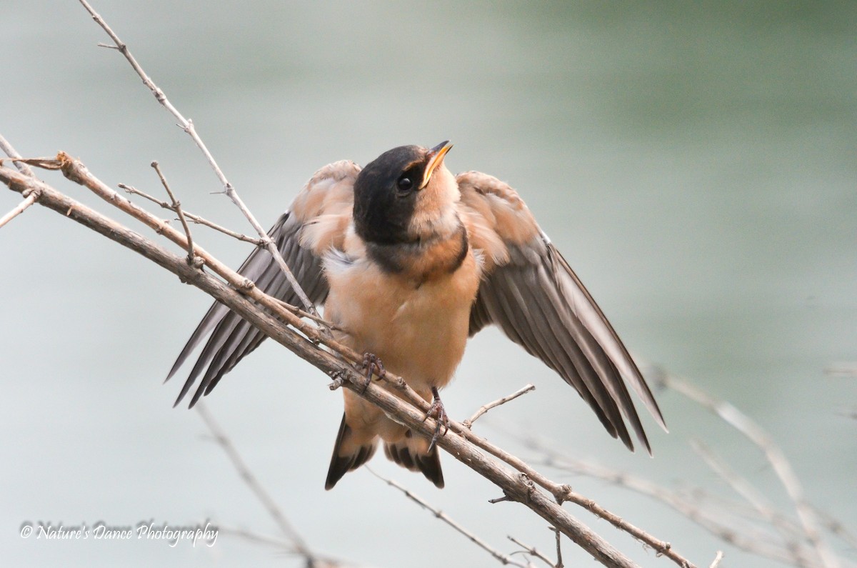 Barn Swallow - ML114889001