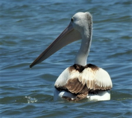 pelikán australský - ML114890151