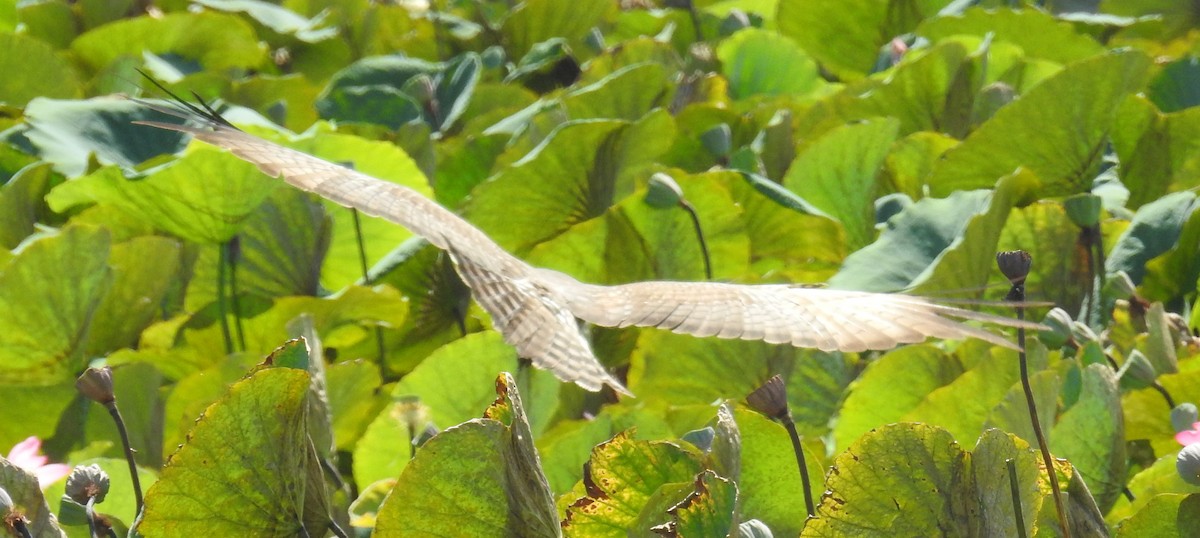 Aguilucho Moteado - ML114891031