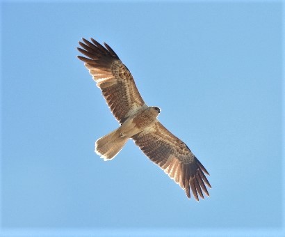 Whistling Kite - ML114891751