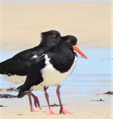 Pied Oystercatcher - Dezmond Wells