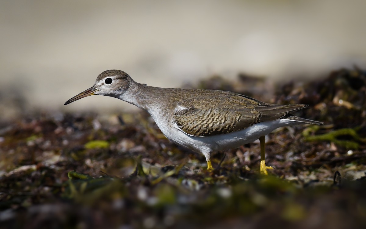 Spotted Sandpiper - Scott Martin