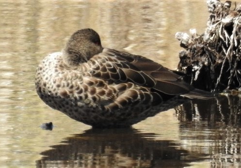 Chestnut Teal - ML114894021