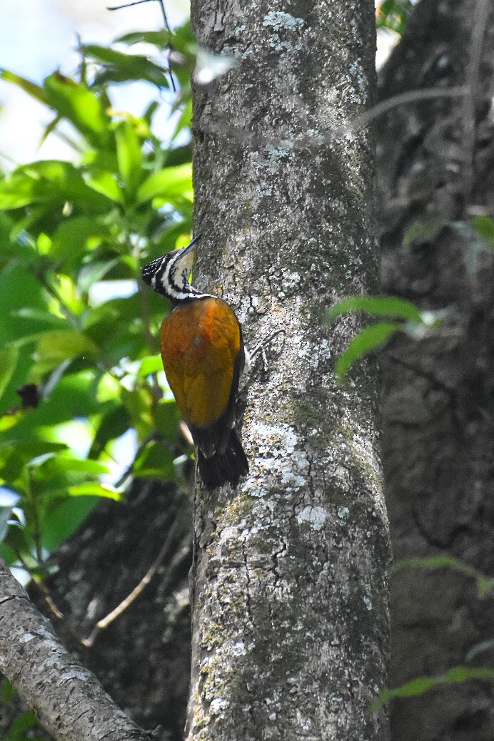 Greater/Common Flameback - ML114895021