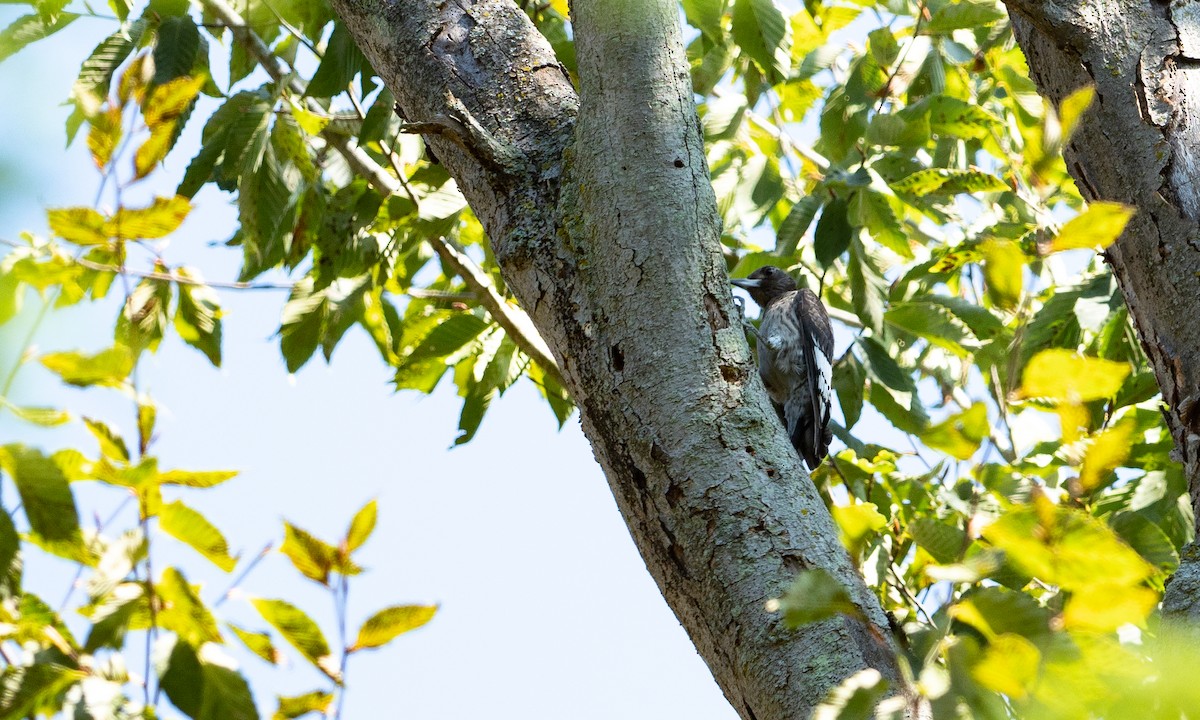 Red-headed Woodpecker - ML114895471