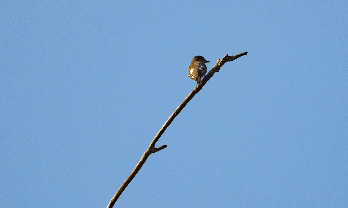 Olive-sided Flycatcher - ML114895621