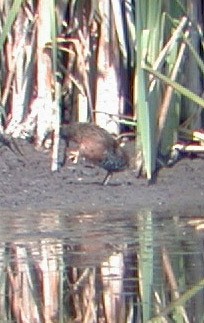 Virginia Rail - ML114895631