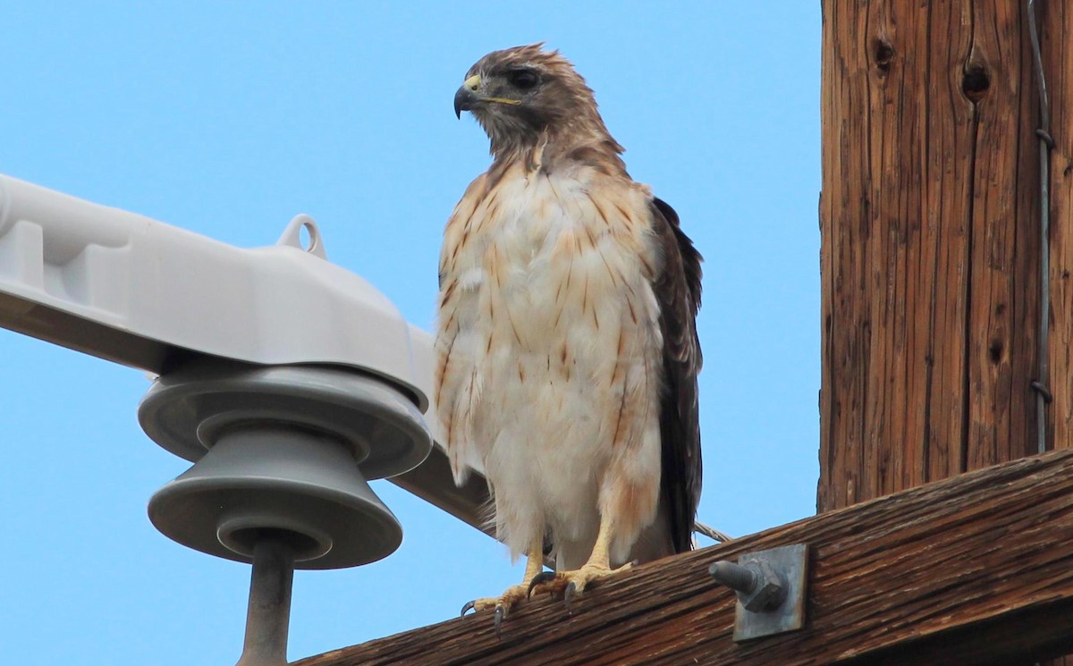 Red-tailed Hawk (fuertesi) - Gary Leavens
