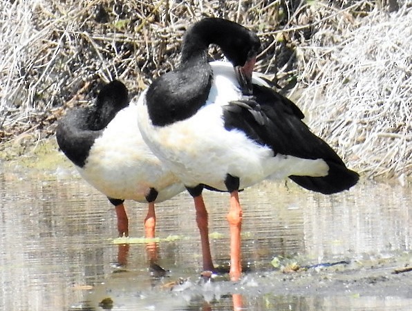 Magpie Goose - Dezmond Wells