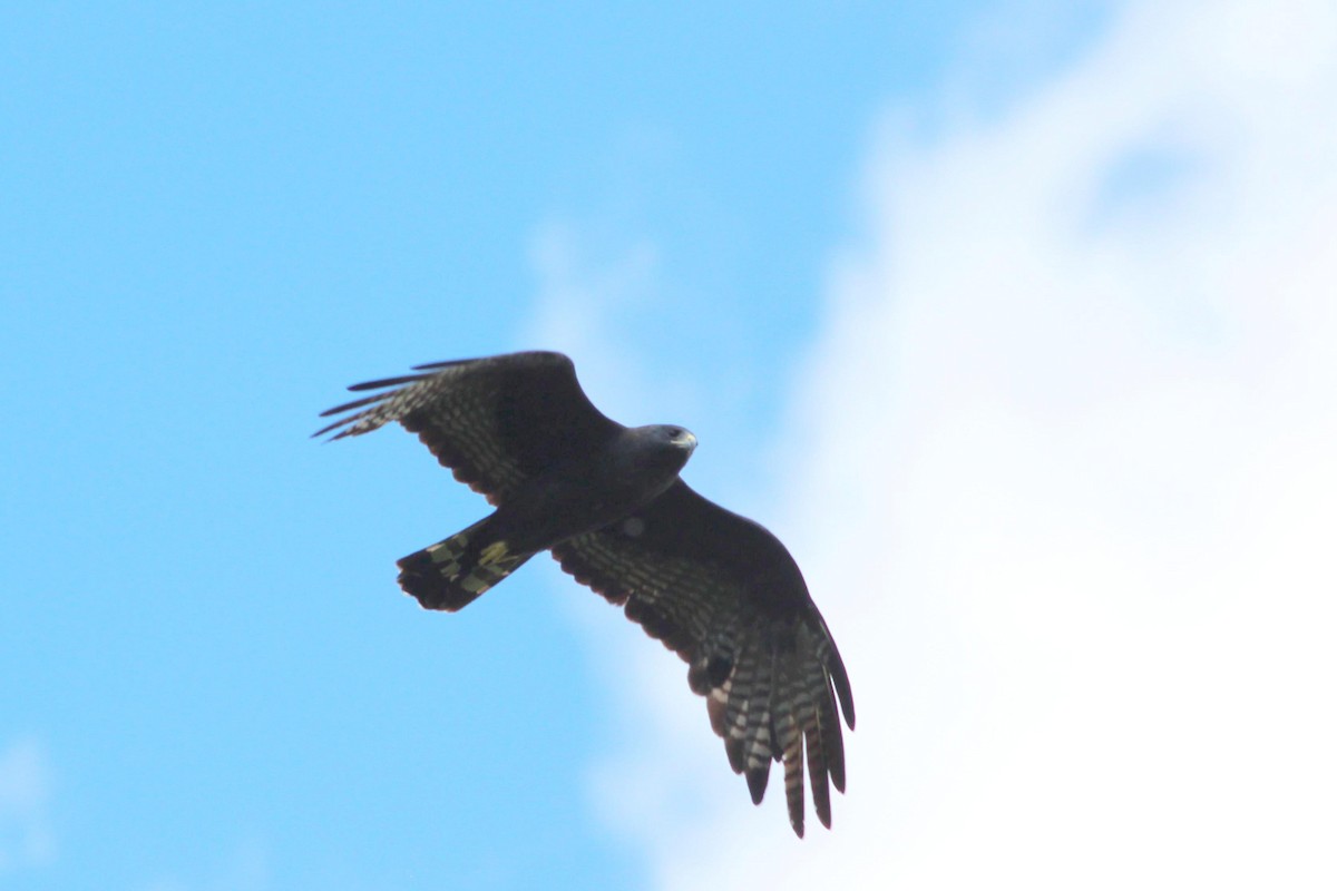 Zone-tailed Hawk - Gary Leavens
