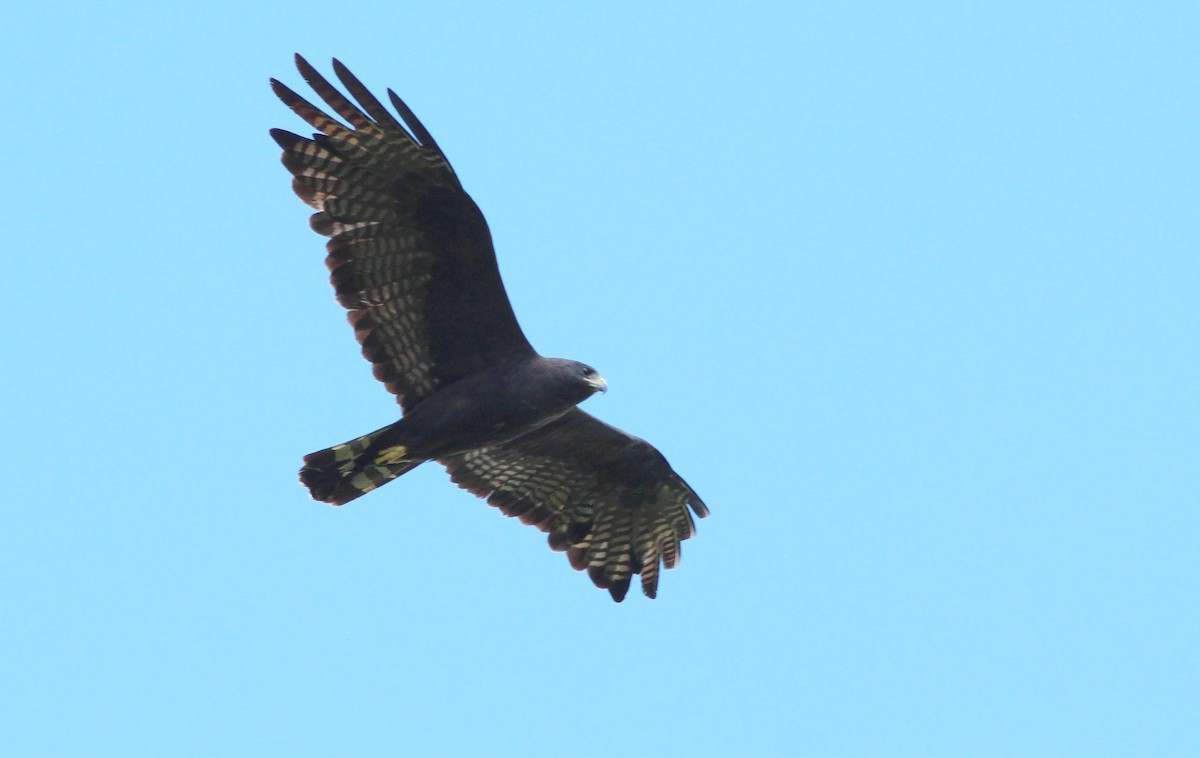 Zone-tailed Hawk - Gary Leavens