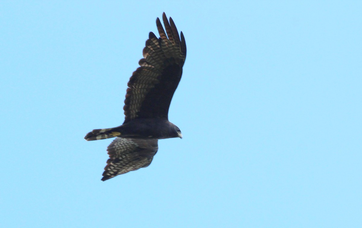 Zone-tailed Hawk - Gary Leavens