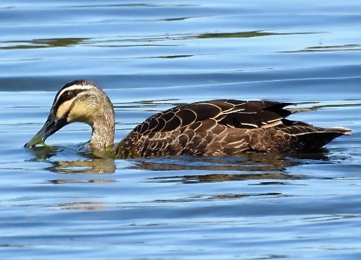 Pacific Black Duck - Dezmond Wells