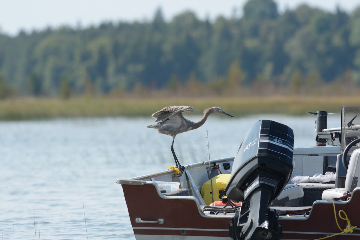 Reddish Egret - Mark Field