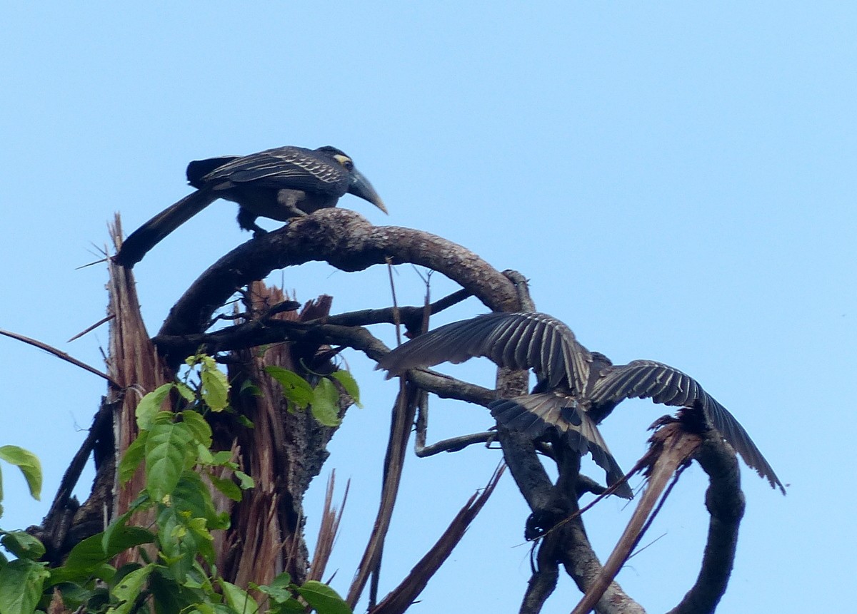 Bushy-crested Hornbill - ML114899431