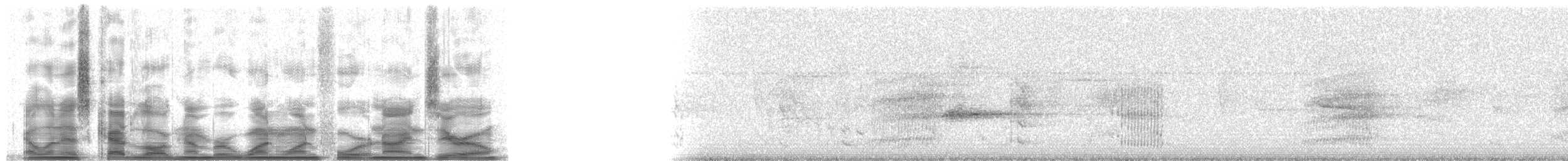 Maïpouri à ventre blanc (xanthomerius) - ML11490