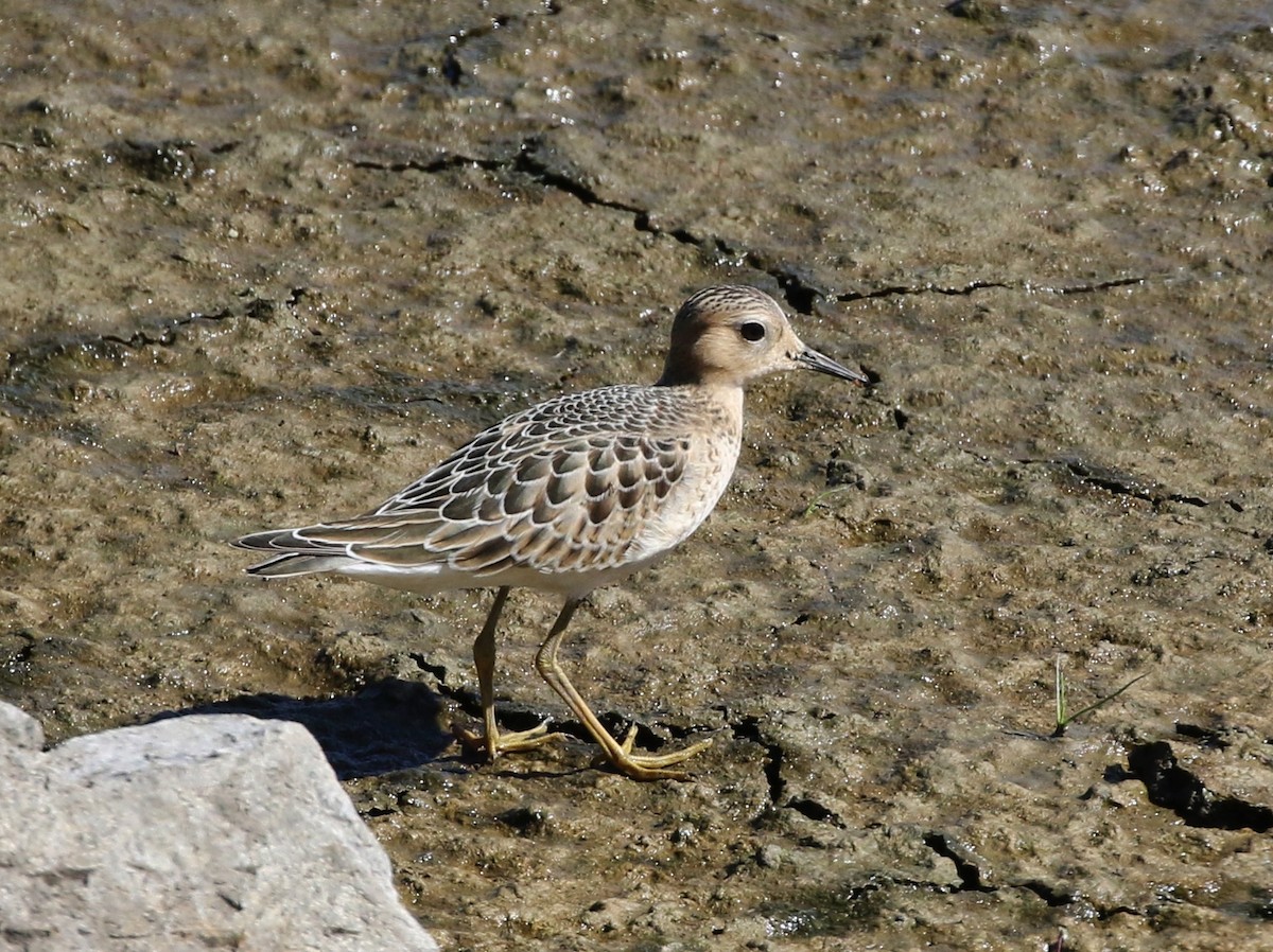 Buff-breasted Sandpiper - Tom Benson