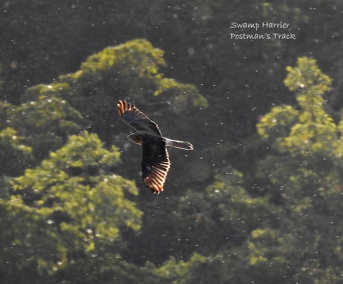 Swamp Harrier - Marie Tarrant