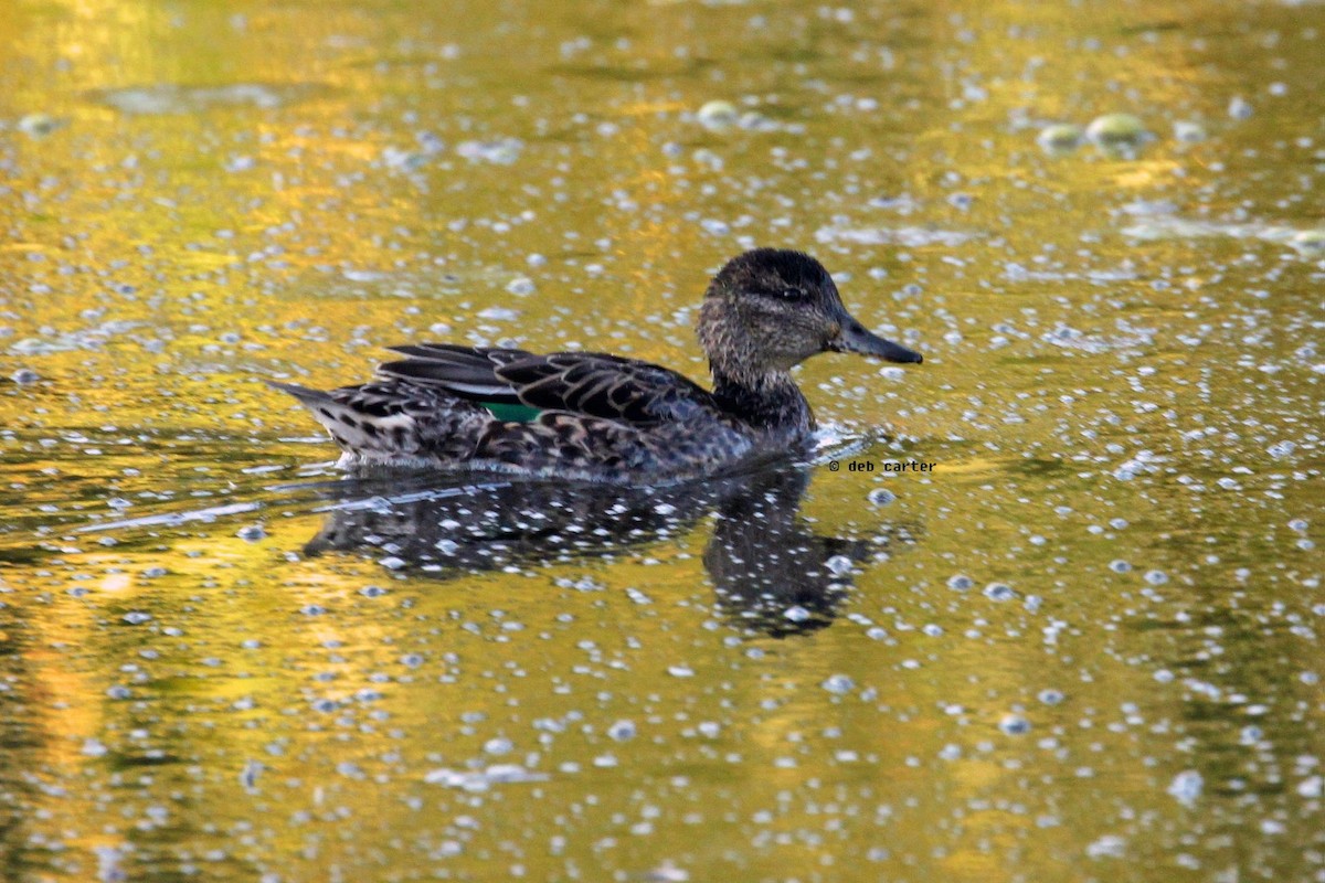 Green-winged Teal - ML114903981