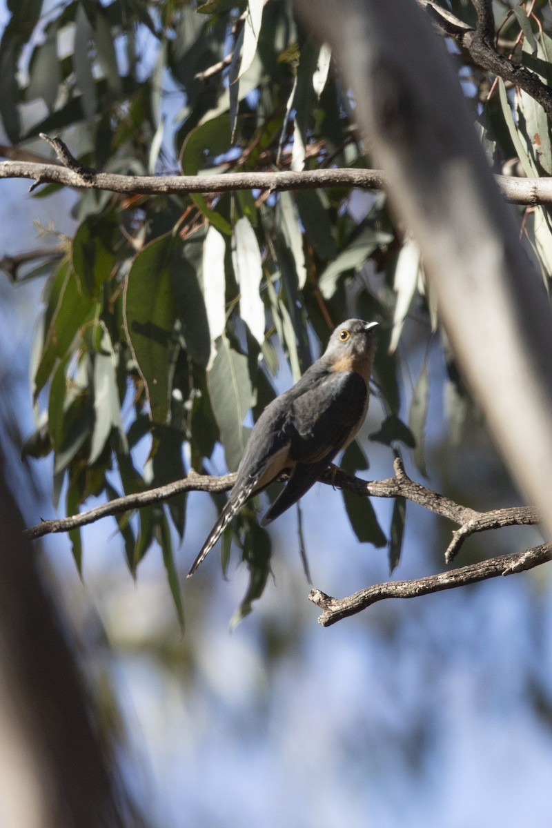 Fan-tailed Cuckoo - ML114907341