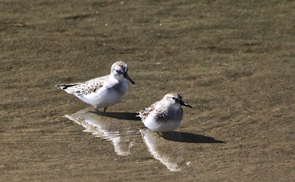 Semipalmated Sandpiper - Richard Hubacek