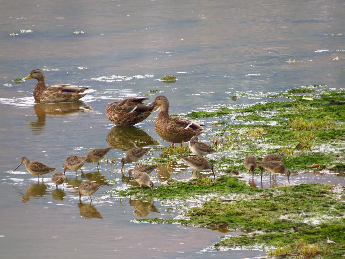 Long-billed Dowitcher - Chris Dale