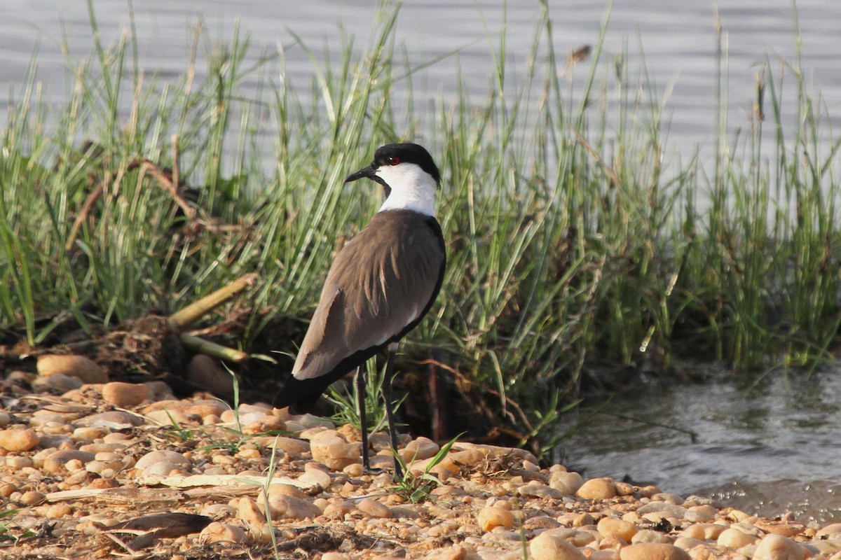 Spur-winged Lapwing - Stephen Gast