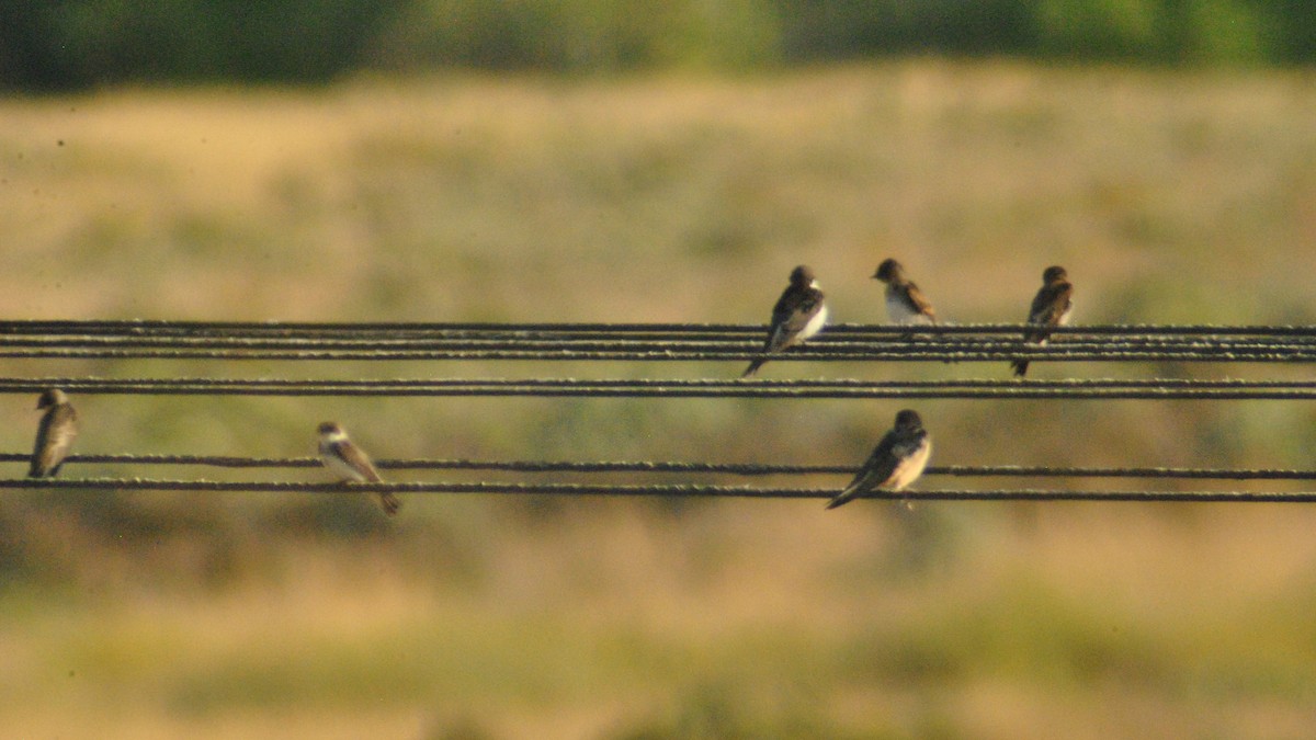 Barn Swallow (American) - ML114912161