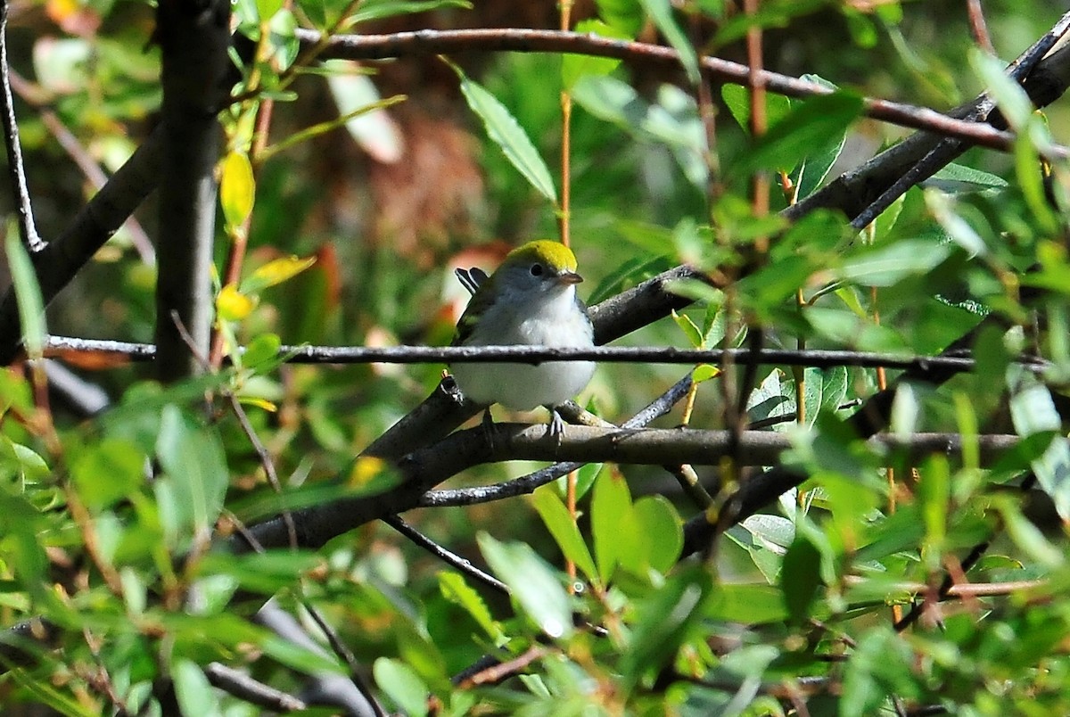 Chestnut-sided Warbler - Kurt Hennige