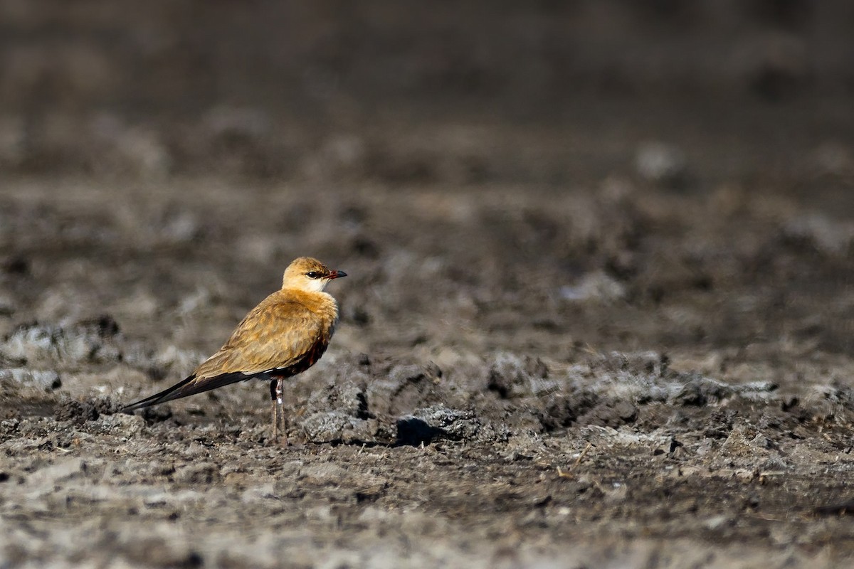 Australian Pratincole - Malcolm Graham