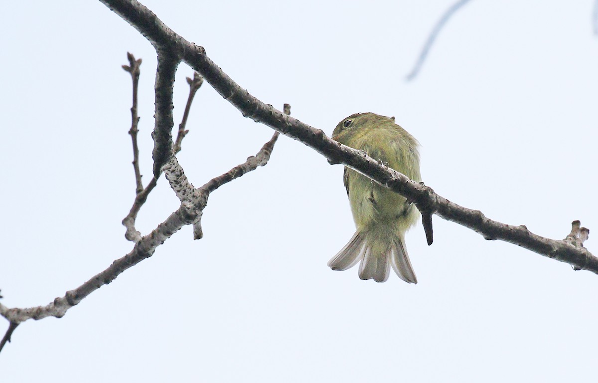 Moucherolle à ventre jaune - ML114915241