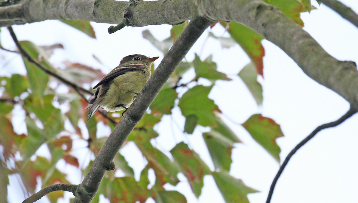 Yellow-bellied Flycatcher - ML114915251