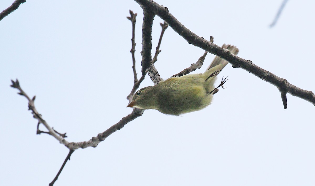 Moucherolle à ventre jaune - ML114915261