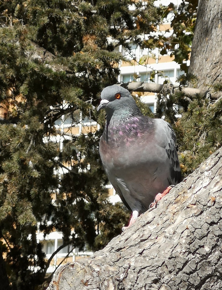 Rock Pigeon (Feral Pigeon) - ML114917311