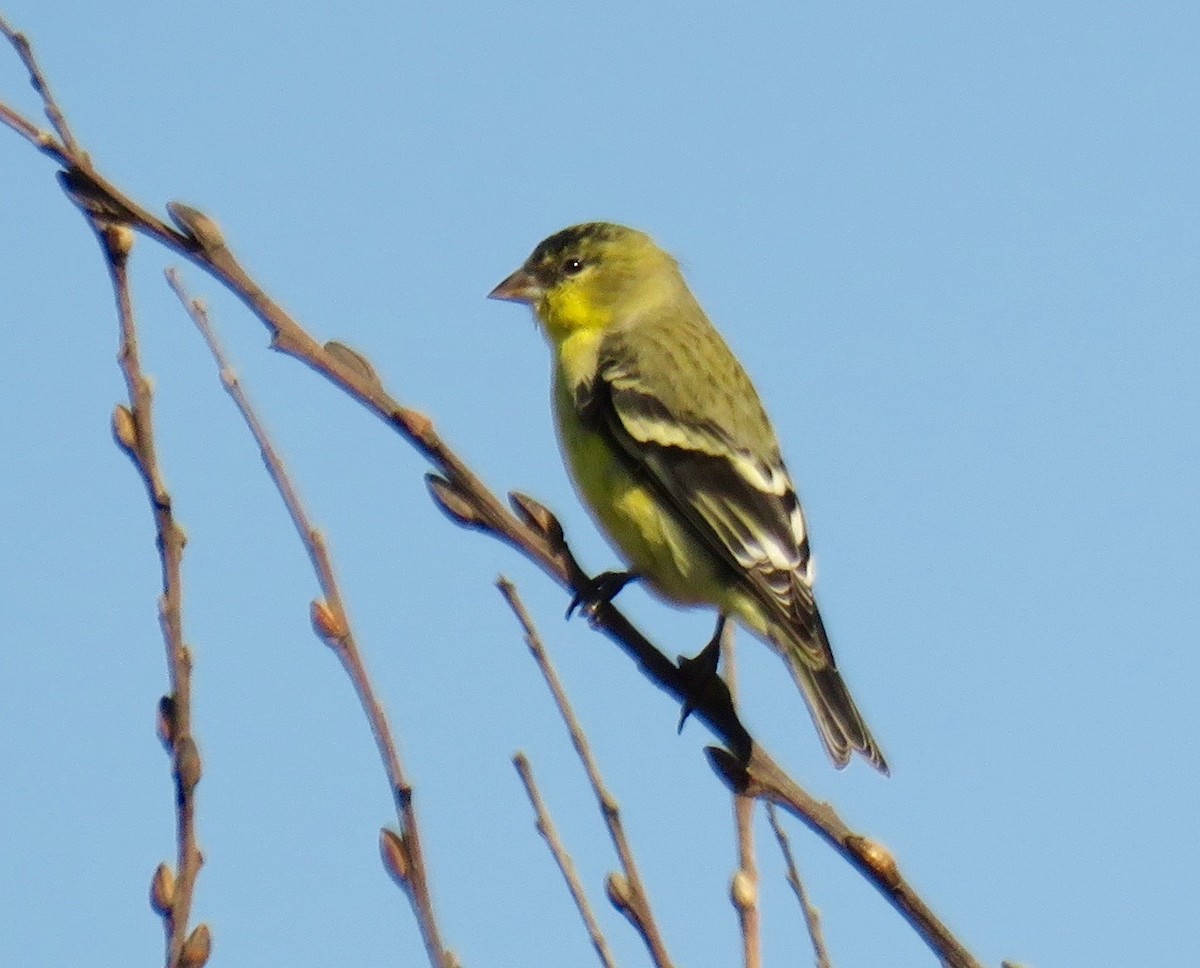 Lesser Goldfinch - Petra Clayton