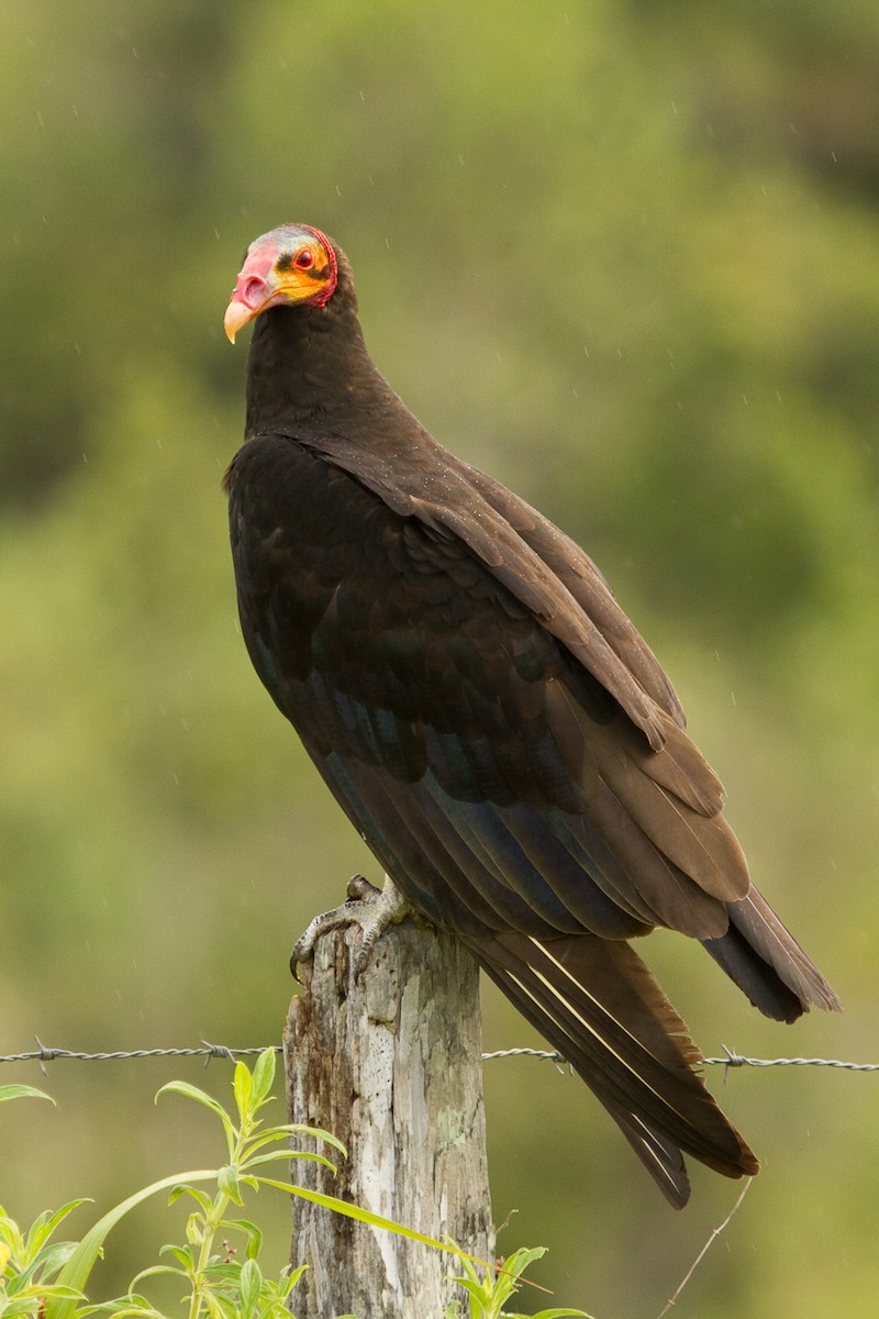 Lesser Yellow-headed Vulture - David Robichaud