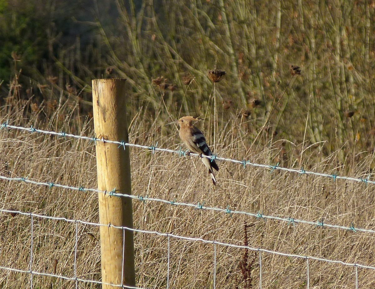 Eurasian Hoopoe - ML114917871