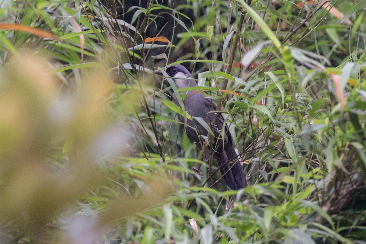 Gray Laughingthrush - ML114918691