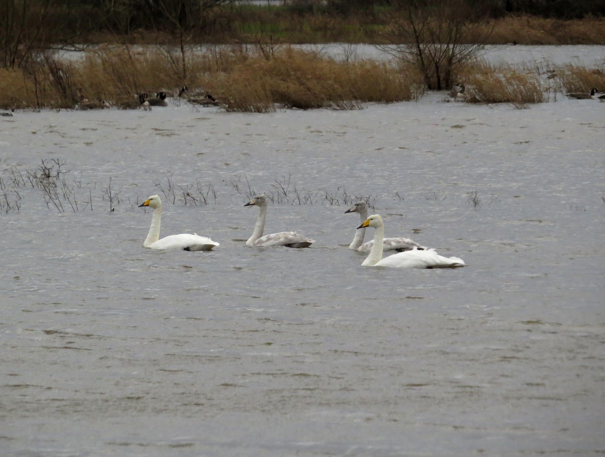 Whooper Swan - Mike Wheeler