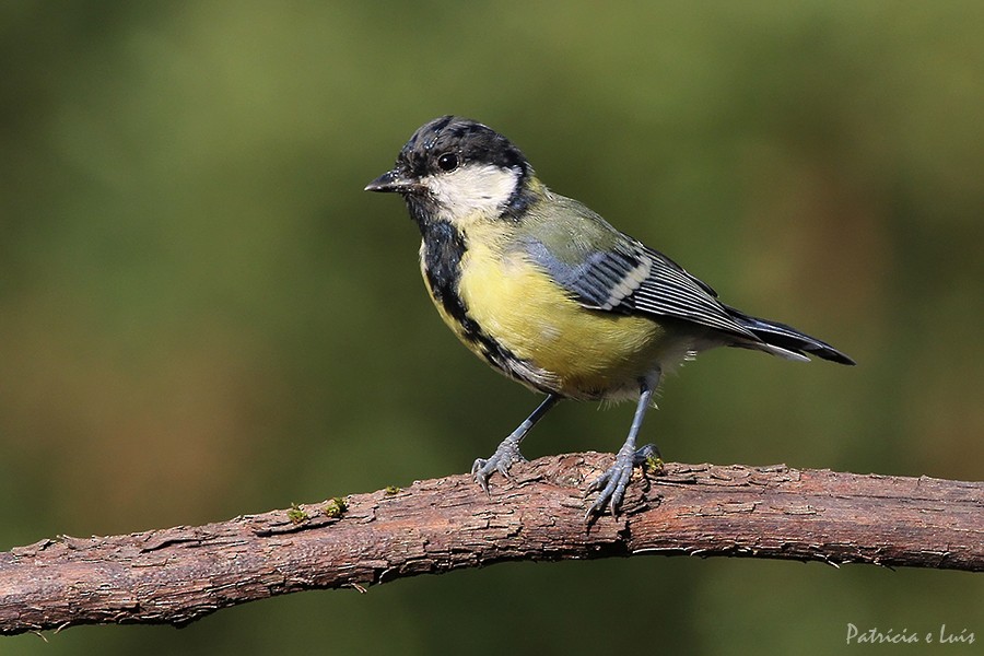 Great Tit - ML114919111