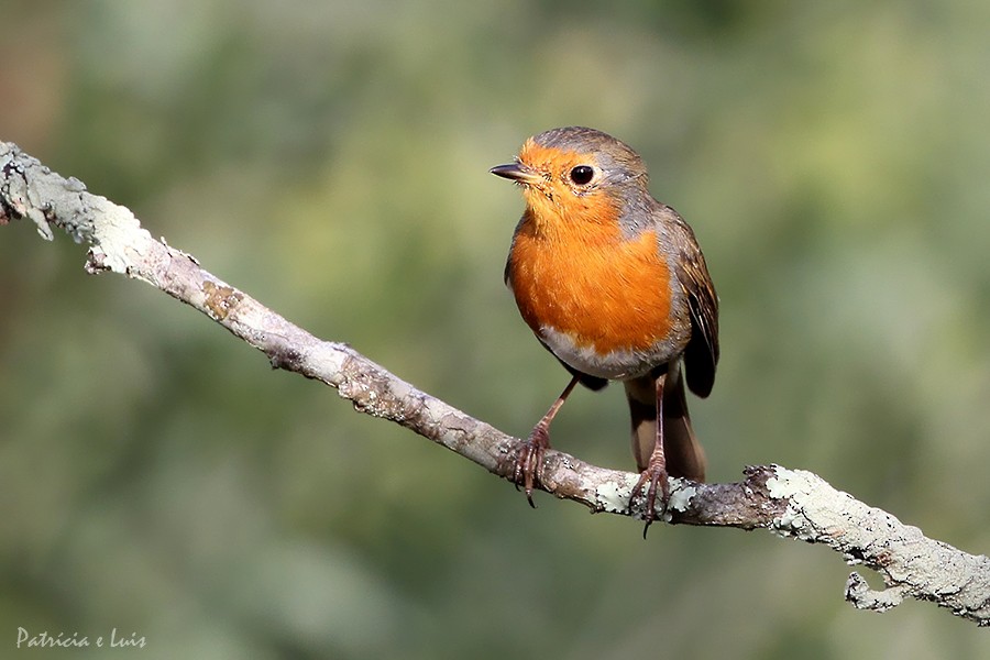 European Robin - ML114919141