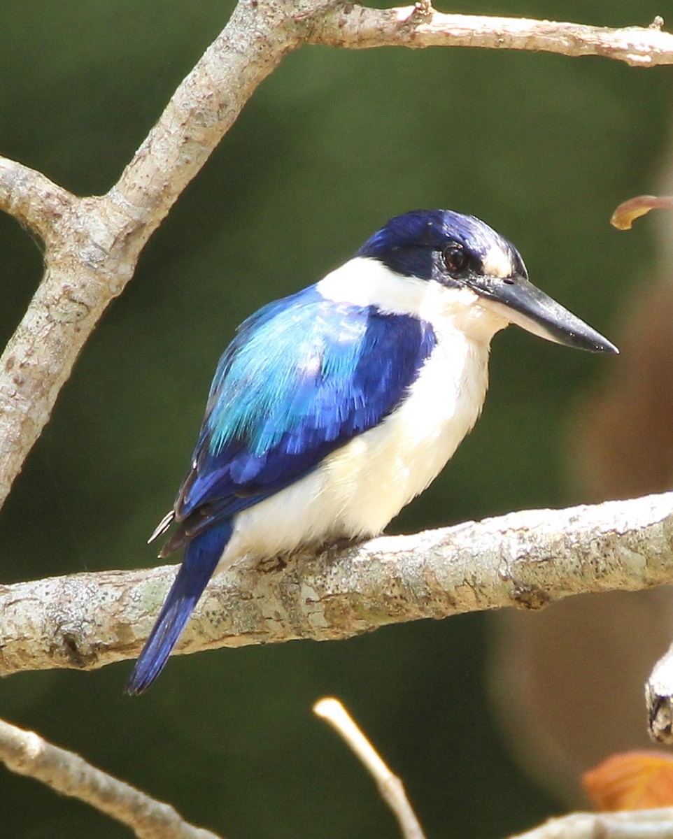 Forest Kingfisher - ML114920541