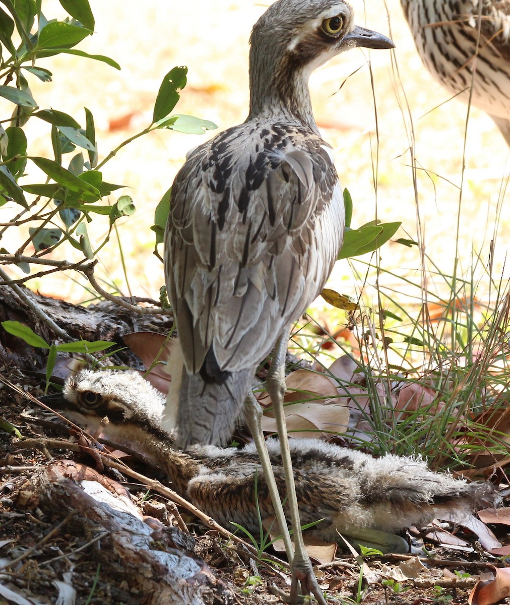 Bush Thick-knee - ML114920871