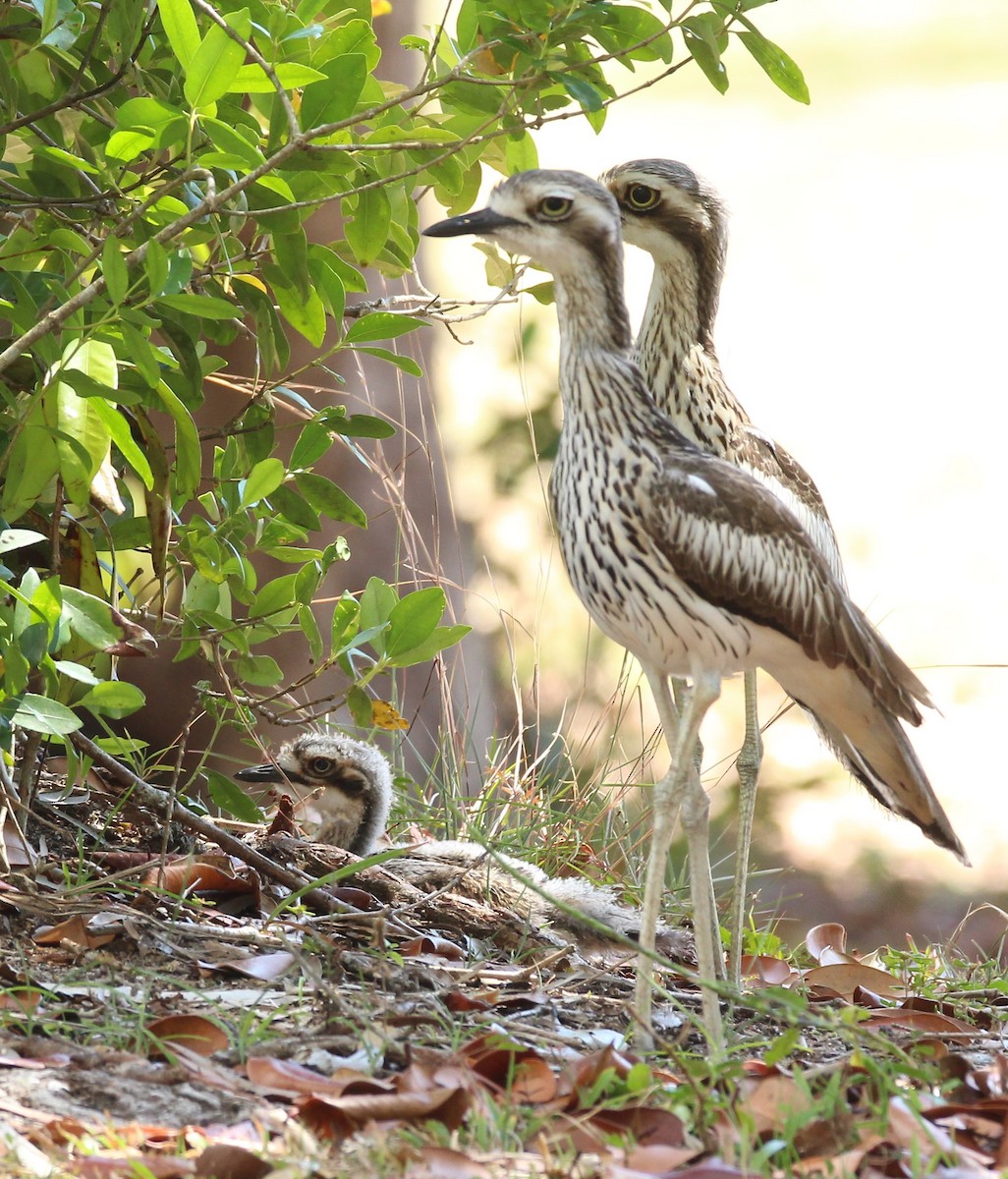 Bush Thick-knee - ML114920881