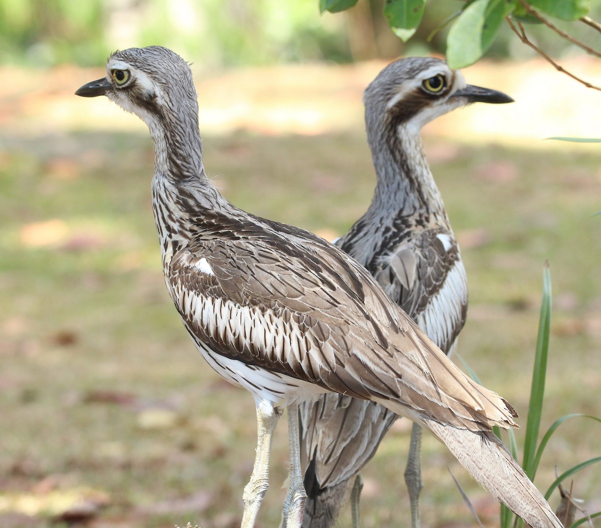 Bush Thick-knee - ML114920891
