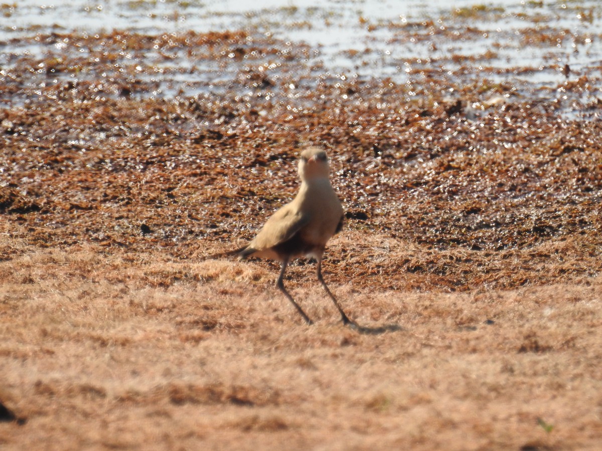 Australian Pratincole - Colin Trainor