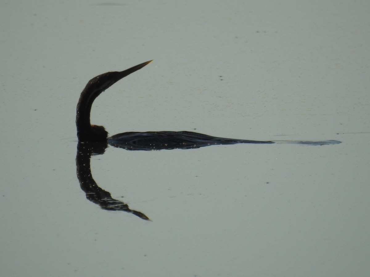 Anhinga Australiana - ML114921841