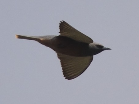 White-browed Woodswallow - ML114923931