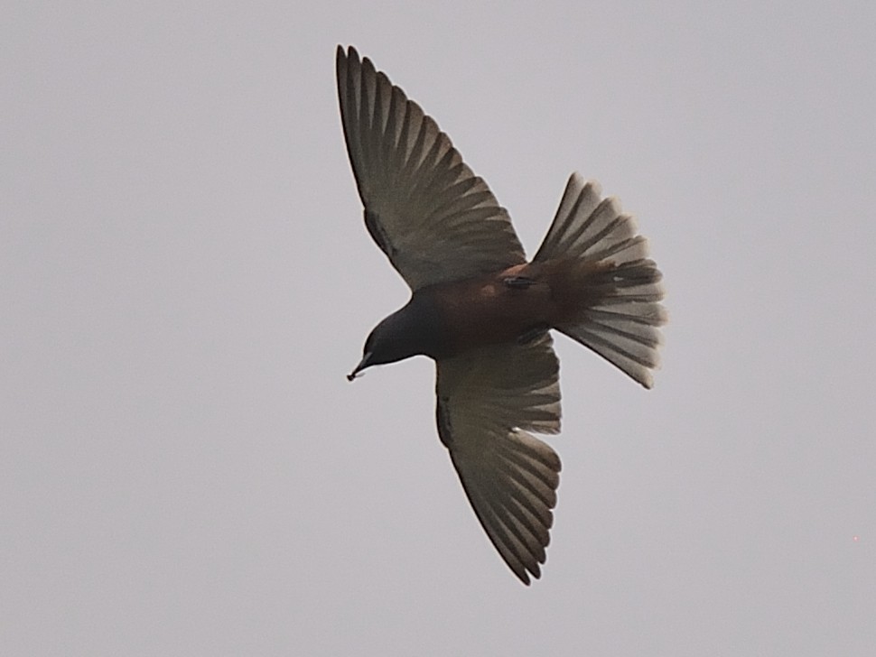 White-browed Woodswallow - ML114923941