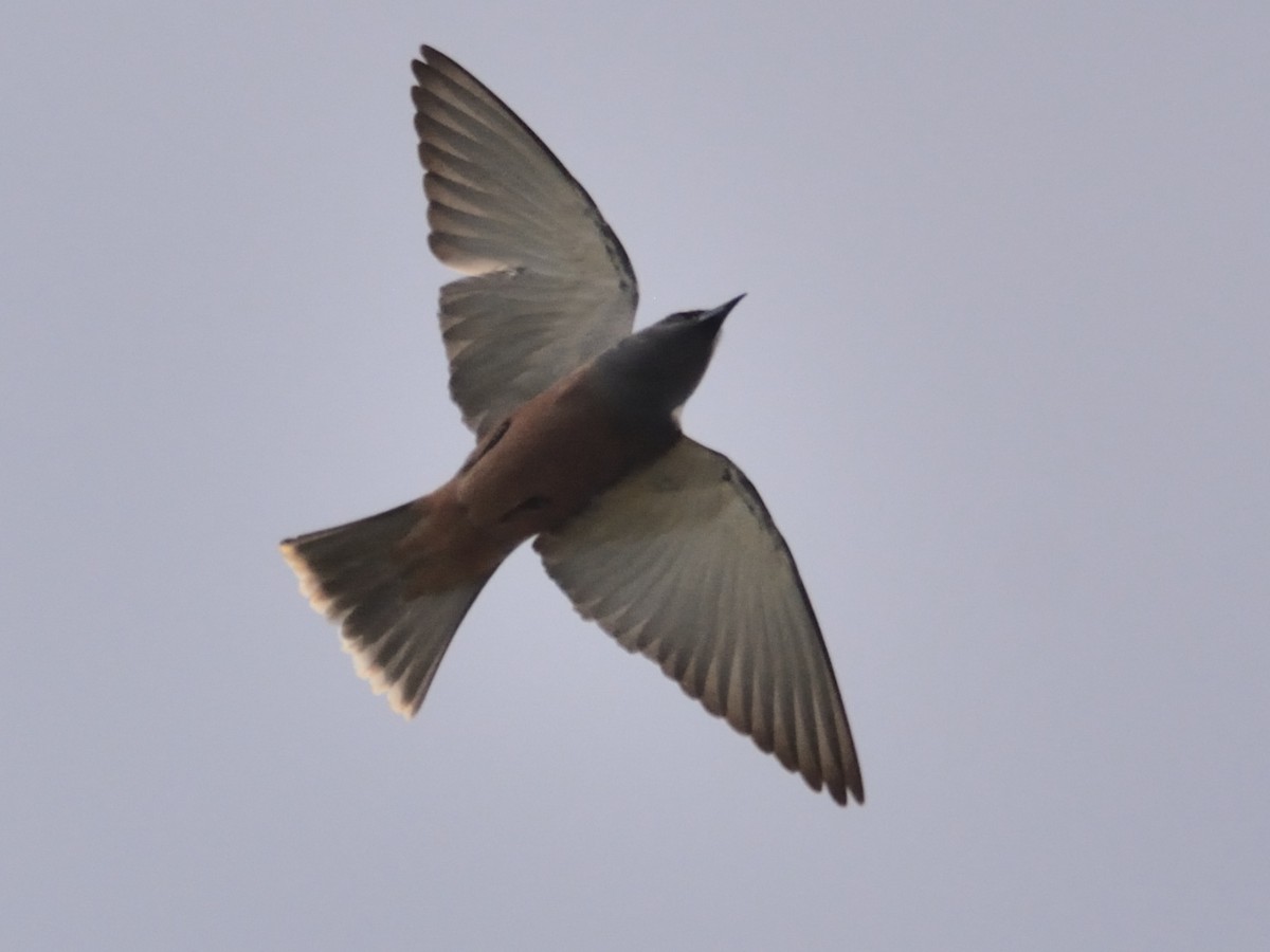 White-browed Woodswallow - ML114923951